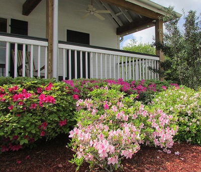 Pink blooms at the Iberia Parish Welcome Center on the New Iberia Azalea Trail