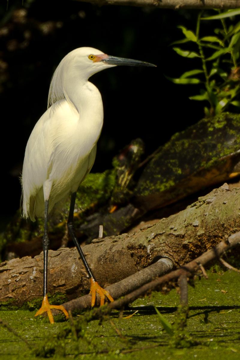 A Snowy Egret stands on a branch at Jungle Gardens of Avery Island - Photo by Pam McIlhenny