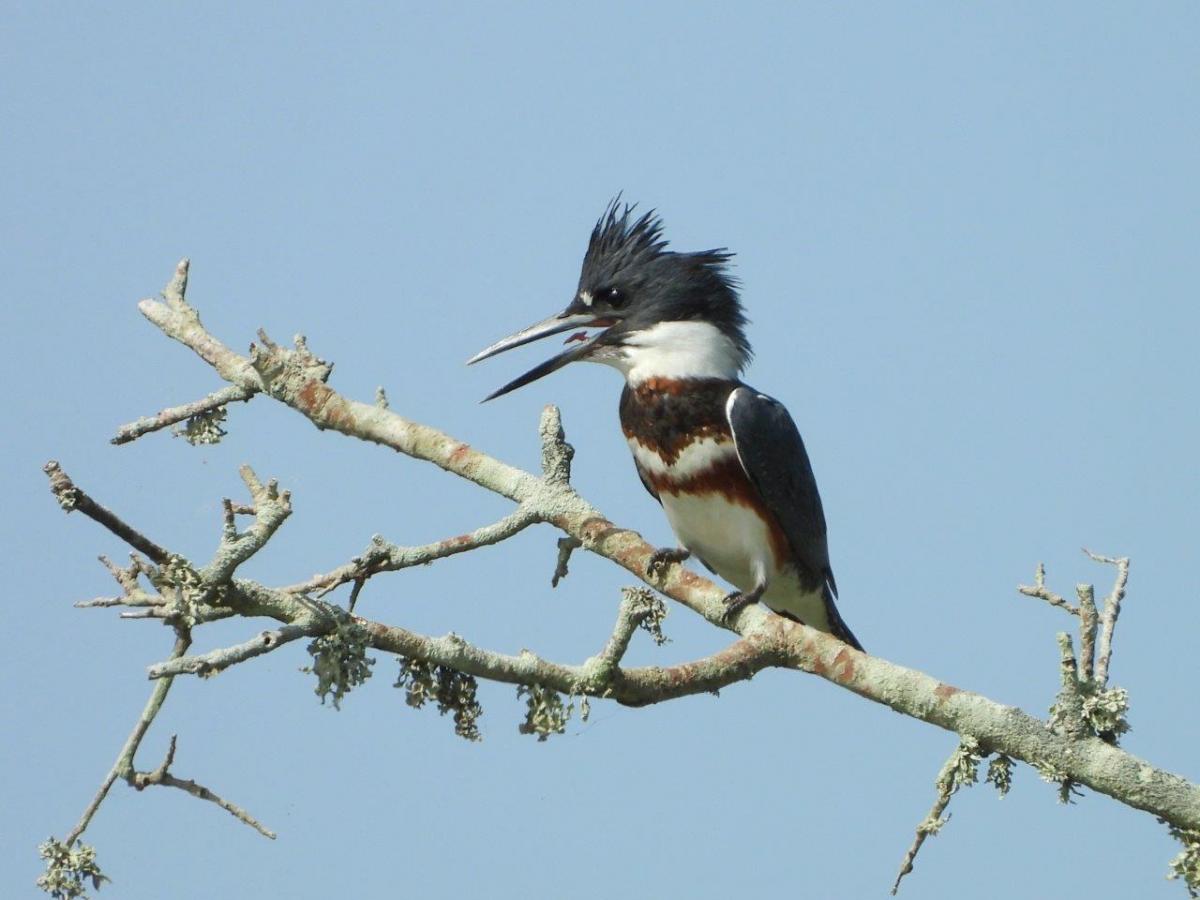Belted Kingfisher by Michael Musumeche