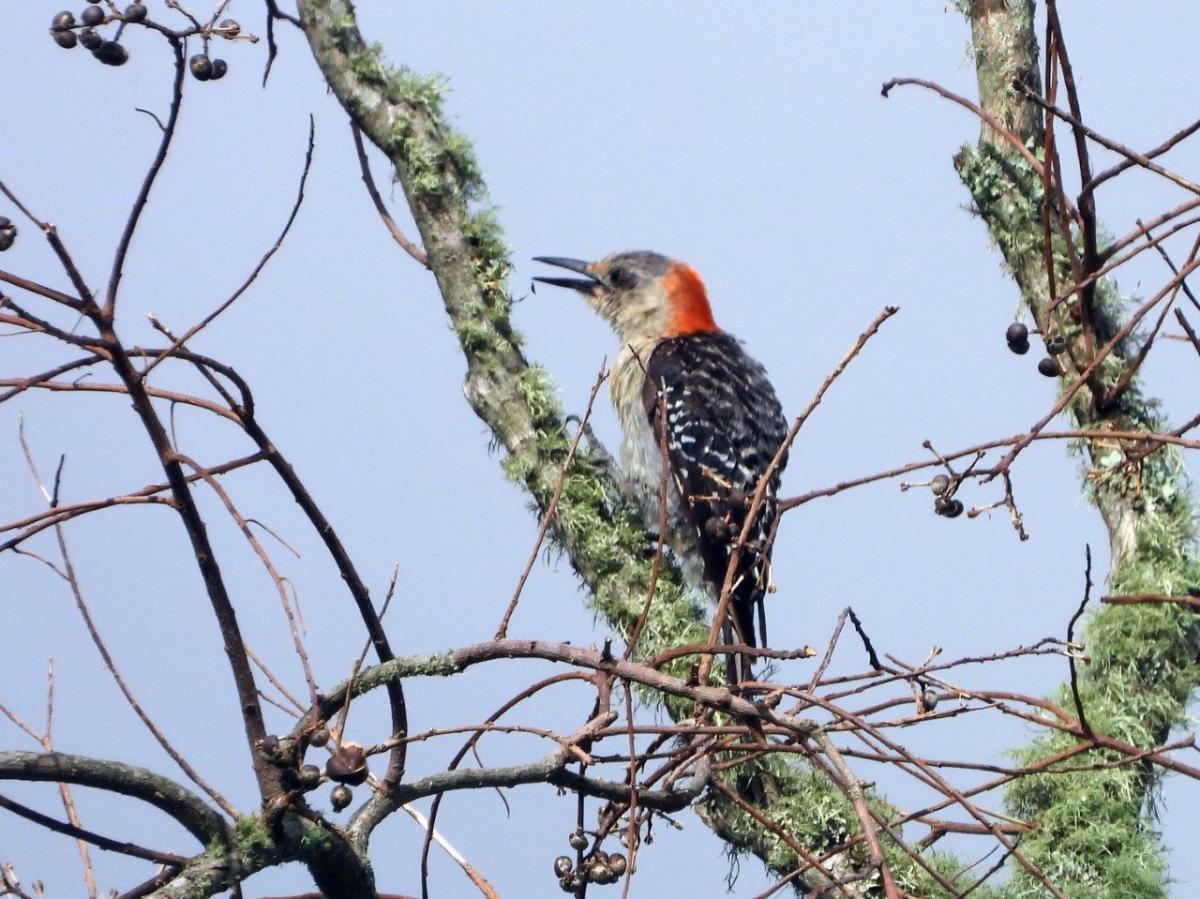 Red-bellied Woodpecker by Michael Musumeche