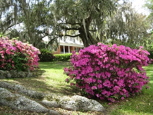 Azaleas at Shadows on the Teche plantation home in New Iberia Louisiana