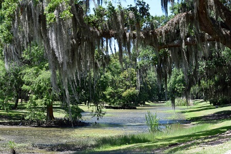 Live oaks draped with Spanish moss over Bayou Petite Anse at Jungle Gardens of Avery Island