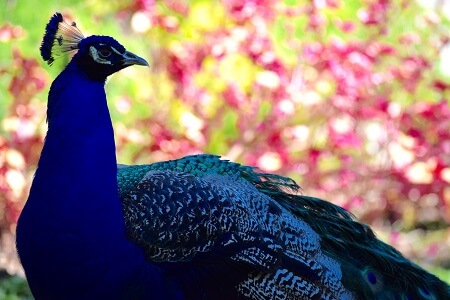Peacock at Jefferson Island Rip Van Winkle Gardens
