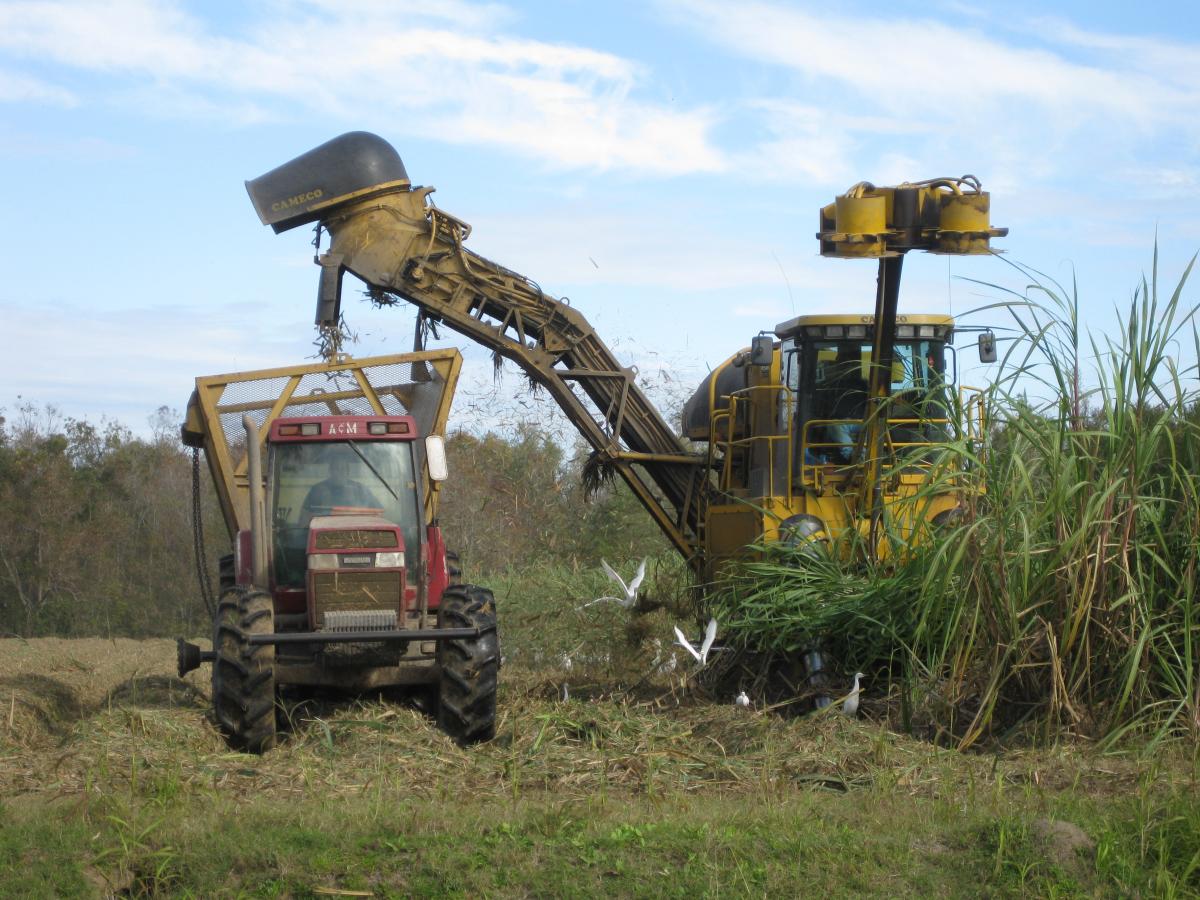Louisiana Sugar Cane harvest