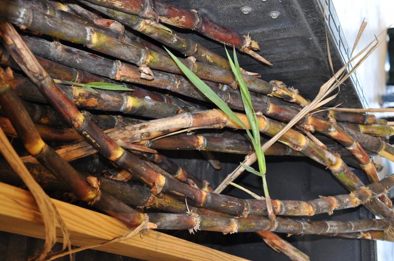 Louisiana Sugar Cane stalks