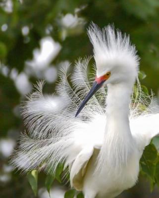 White Egret at Rip's Rookery - Courtesy Darlene Boucher