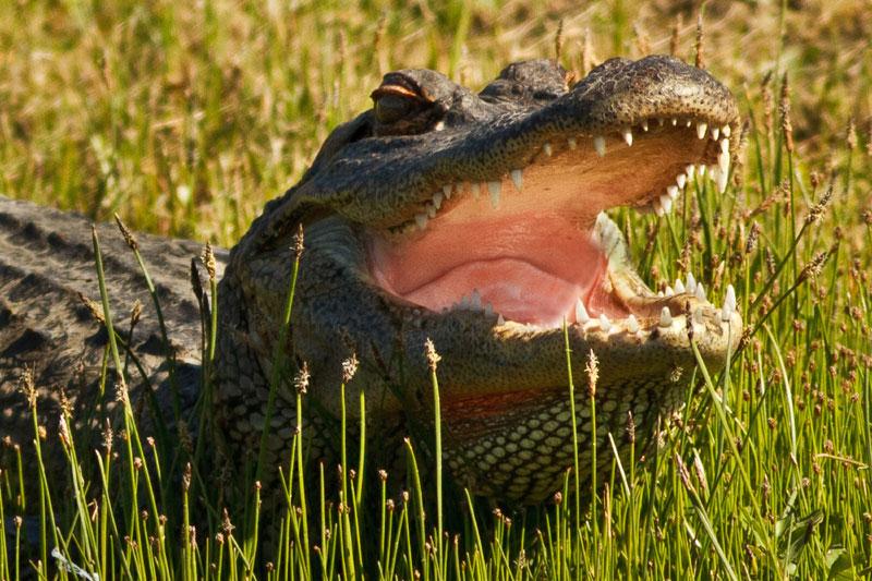 Alligator Smile - Courtesy of Jungle Gardens