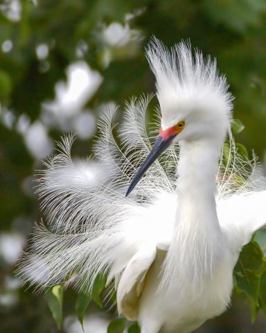snowy egret during mating season at Rip's Rookery on Jefferson Island in New Iberia, Louisiana