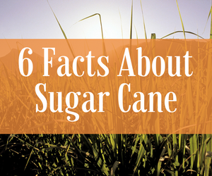6 Facts about Sugar Cane
