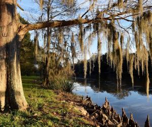 Embedded thumbnail for Bayou Teche Scenic Byway